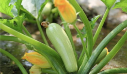 北瓜一般指什么瓜,探寻北方特色瓜果的魅力